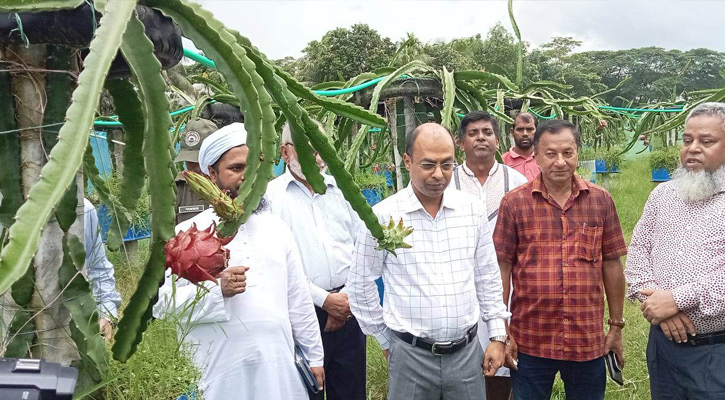 আমতলীতে ড্রাগন ও আমবাগান পরিদর্শন করলেন জেলা প্রশাসক