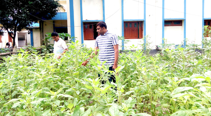 আত্রাই থানা চত্বরের শোভা বর্ধনে গড়ে উঠেছে সবজি বাগান