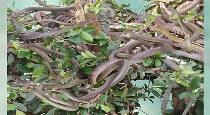 বাগানে ফুল-ফলের পরিবর্তে হাজার হাজার সাপে ভরা ডালপালা