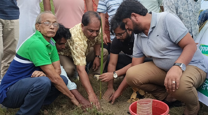 নবীনগরে বজ্রপাত থেকে রক্ষায় তাল গাছের চারা রোপণ