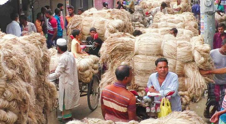 নড়াইলে ভরা মৌসুমে পাট বাজারে ধস, বিপাকে চাষিরা