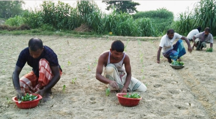 উল্লাপাড়ায় আগাম ফুল কপি আবাদ শুরু