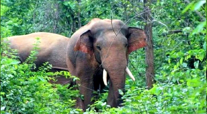 জুড়ীতে হাতির আক্রমণে মাহুতের মর্মান্তিক মৃত্যু