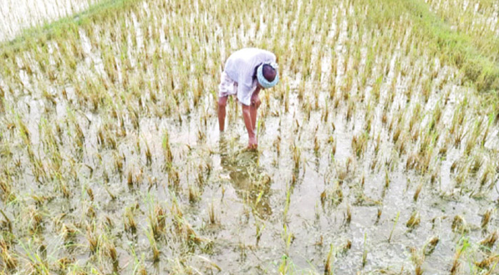 বানের পানি কেড়ে নিয়েছে কৃষকের স্বপ্ন