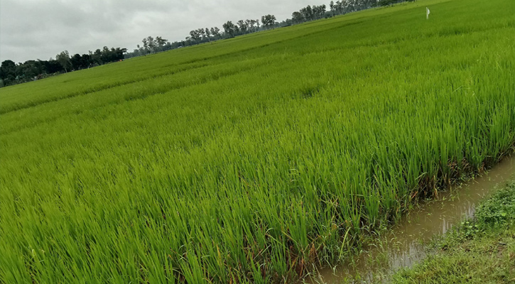 বোদায় স্বস্তির বৃষ্টি, কৃষকের মুখে হাসি