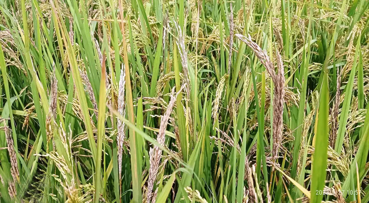 শুকিয়ে যাচ্ছে শিষ, দুশ্চিন্তায় কৃষকরা