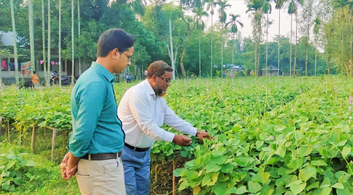 সুন্দরগঞ্জে আগাম জাতের শিম চাষে কৃষকের মুখে হাসি