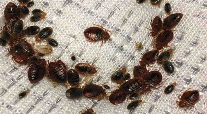 ছারপোকা দমনে দু’কোটি টাকা বরাদ্দ