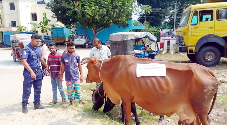রাজবাড়ীতে ৫ চোরাই গরু নিলামে বিক্রির নির্দেশ আদালতের