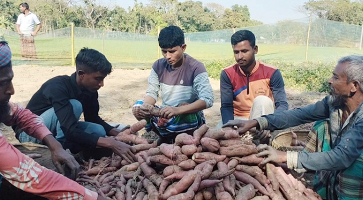 ময়মনসিংহে  চাষ হচ্ছে জাপানের ওয়াকিনাওয়া মিষ্টি আলু