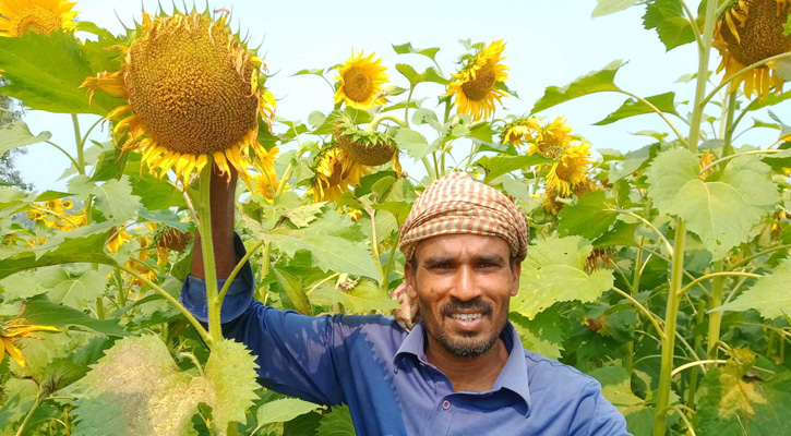 অল্প দিনের স্বল্প খরচের ফসল সূর্য্য মুখী ফুল