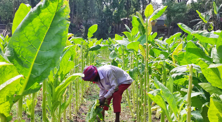 লাভ বুঝলেও স্বাস্থ্যের ক্ষতি বোঝেন না তামাক চাষিরা