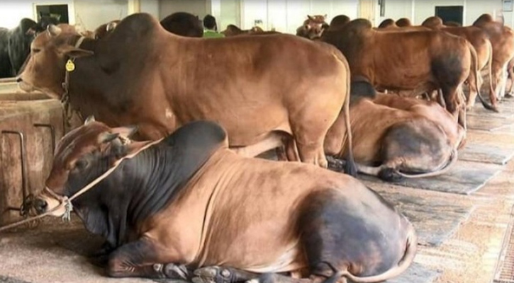 চট্টগ্রামে ক্ষুরা রোগেক্রান্ত দেড় হাজার গরু