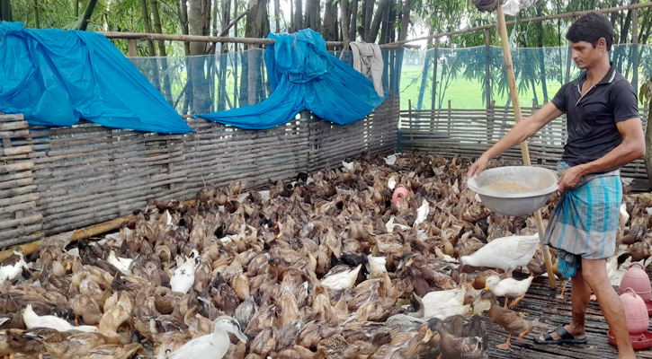 হাঁস পালনে প্রতিবন্ধী আনোয়ারের জয়যাত্রা,দুই মাসে আয় তিন লক্ষ টাকা