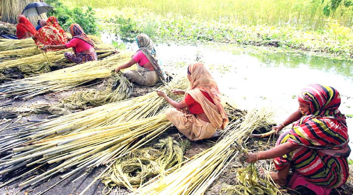 কুড়িগ্রামে বন্যা-খরায় পাটের আবাদে ব্যাপক ক্ষতি