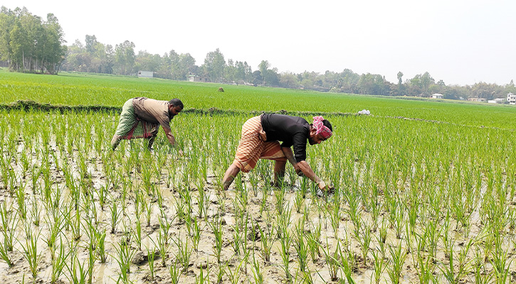 ভাঙ্গুড়ায় ৭৪ লাখ টাকা কৃষি প্রণোদনা পেয়েছেন চাষিরা