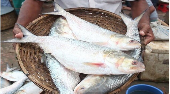 জেনে নিন- টাটকা ইলিশ মাছ চেনার কিছু টিপস