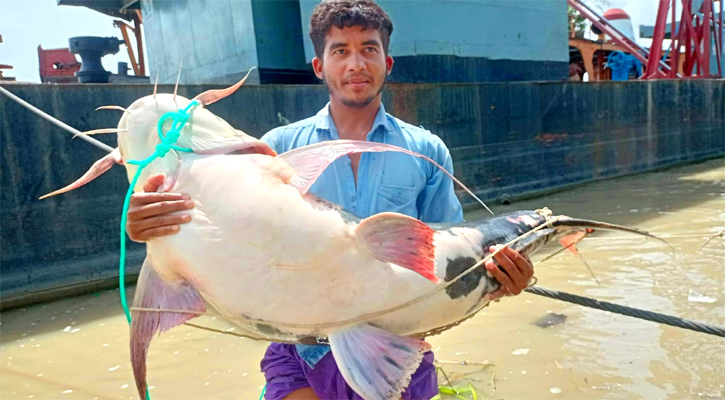 জেলের জালে ৩৪ কেজির বাগাইর