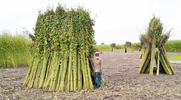 নড়াইলের কৃষকরা পানির অভাবে পাট জাগ দিতে পারছেন না