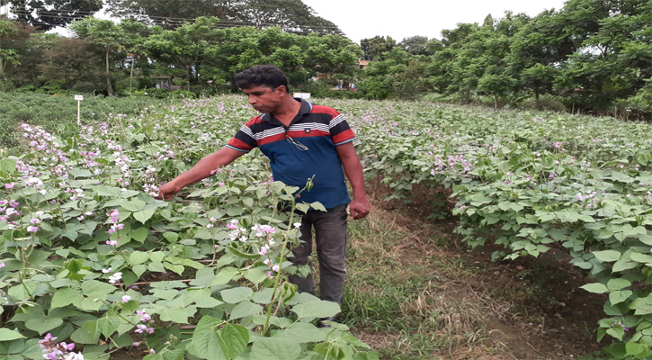 জীবননগরে শিম চাষে কৃষকের সাফল্য