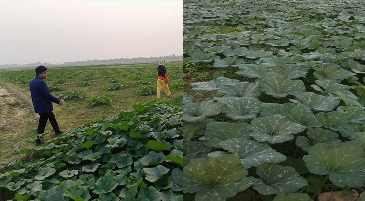 মদনে অনাবাদি জমিতে শাকসবজি চাষ করে ভাগ্য বদল কৃষকদের