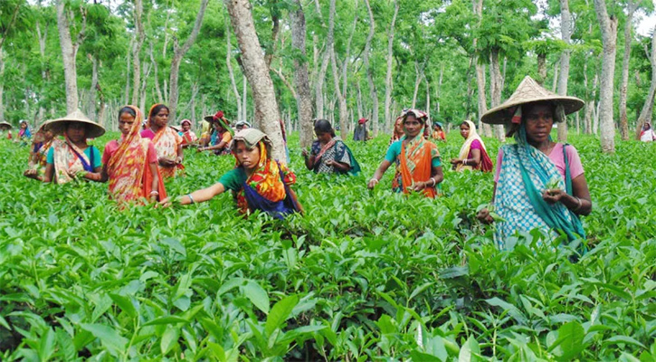 বৃষ্টি না হওয়ায় ক্ষতির সম্মুখীন সিলেটের চা বাগান