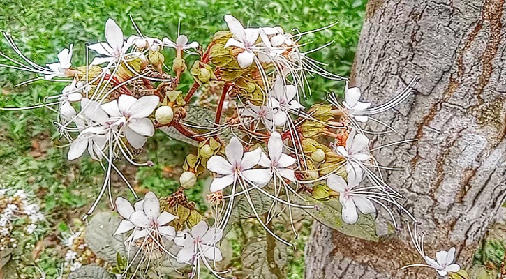 ভাটফুলের সোন্দর্যে আকৃষ্ট প্রকৃতি প্রেমিরা