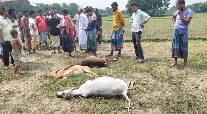নান্দাইলে বজ্রপাতে ৩ গরুর মৃত্যু