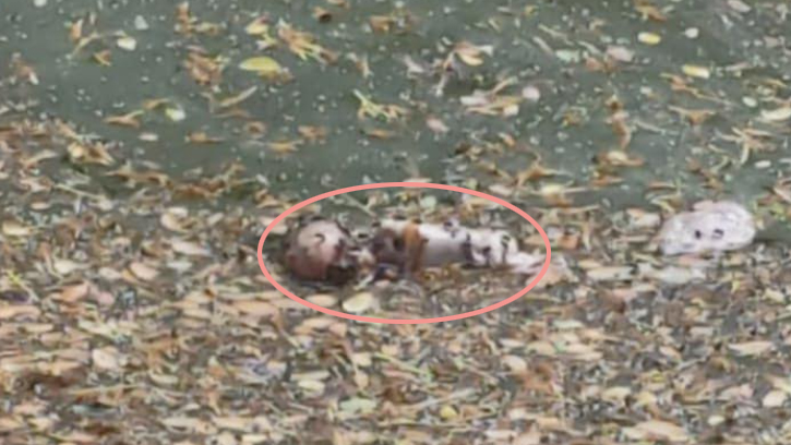 অভযনগরে পুকুর  থেকে নবজাতকের মরদেহ উদ্ধার