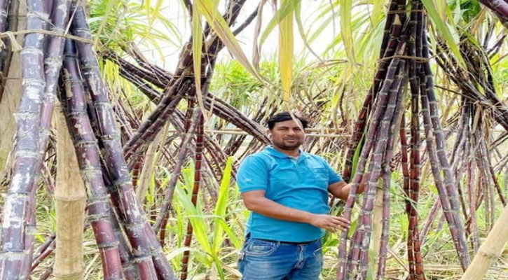 ফরিদপুরে কালো আখ চাষ করে স্বাবলম্বী  মফিজুর