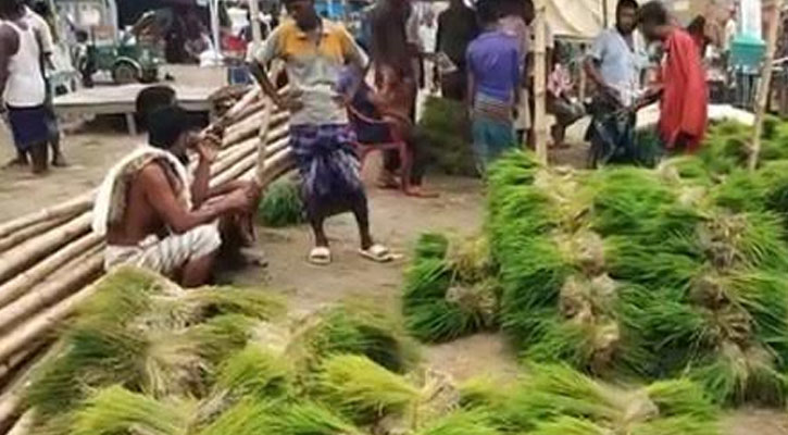 ব্রাহ্মণবাড়িয়ার নন্দনপুরে ধানের চারার জমজমাট হাট