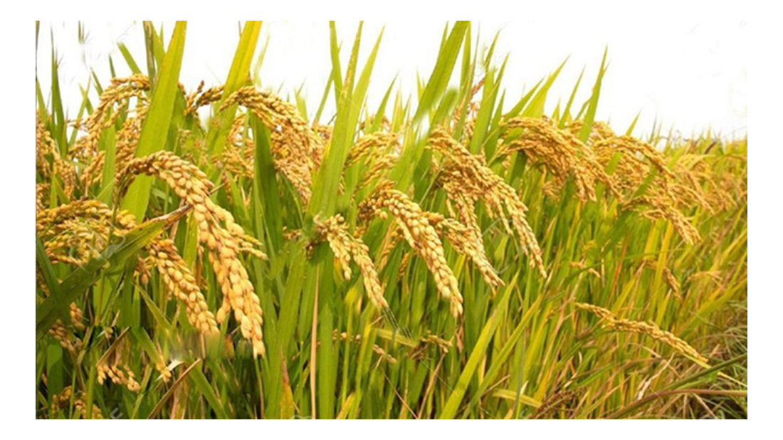 ভোলায় আমনের বাম্পার ফলন সম্ভাবনা