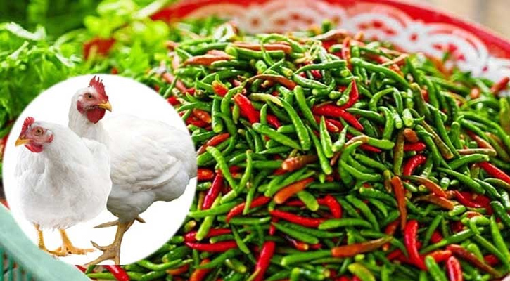 নাগালের বাইরে যাচ্ছে কাঁচা মরিচ ও ব্রয়লার
