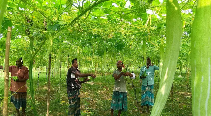 চিচিঙ্গা চাষে স্বাবলম্বী রাণীশংকৈলের চাষিরা!