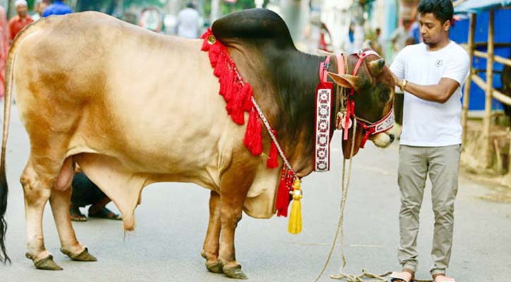 কোরবানির জন্য কেমন পশু কিনবেন?