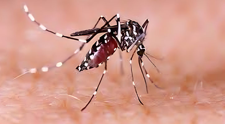 ডেঙ্গুতে আক্রান্ত হয়ে তিন নারীর মৃত্যু
