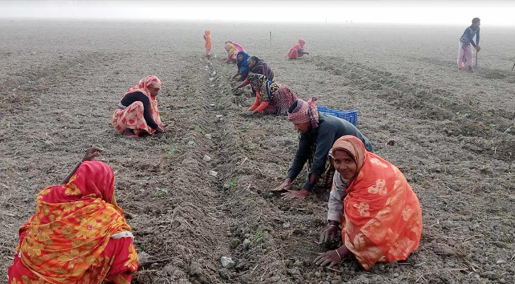 আমতলীতে তরমুজ চাষে ব্যস্ত কৃষক