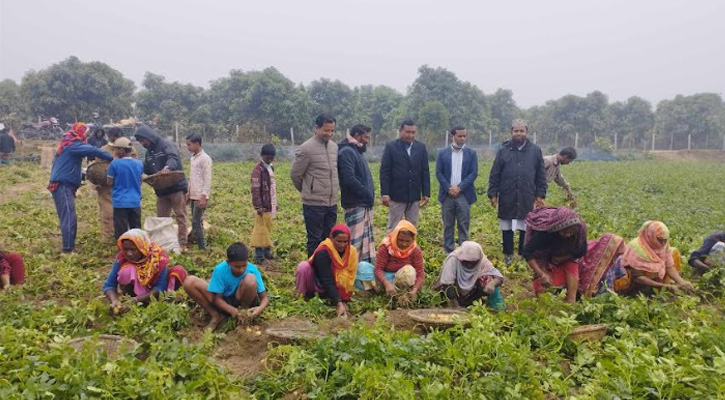 রাণীশংকৈলে আলুক্ষেত রক্ষা করার পরামর্শ জানালো কৃষি কর্মকর্তা