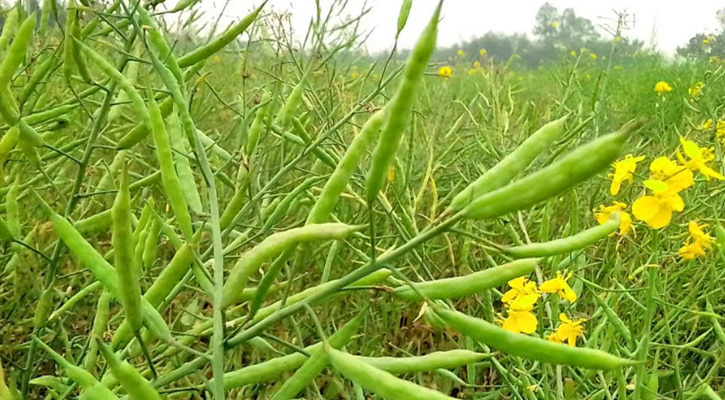 নিয়ামতপুরে সরিষার ফলন ও দাম নিয়ে শঙ্কায় কৃষকেরা