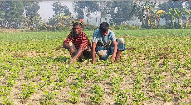 সবজি ক্ষেত ছেয়ে গেছে ঘাসে, দুশ্চিন্তায় কৃষক