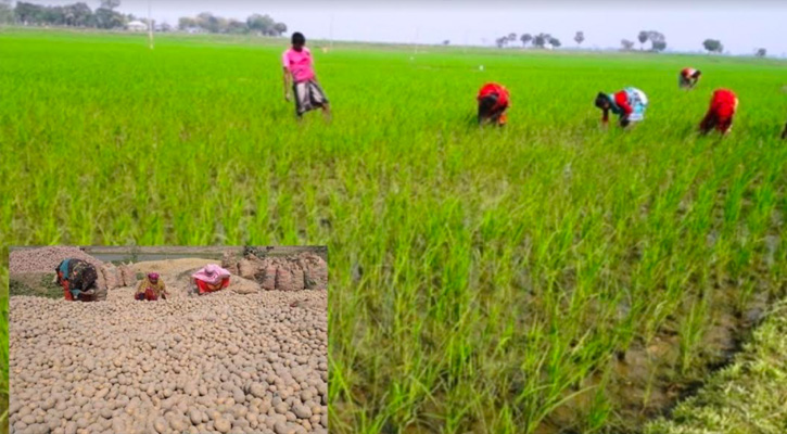 তানোরে একদিকে বোরো ধান পরিচর্যা অপর দিকে আলু উত্তোলনের ধুম