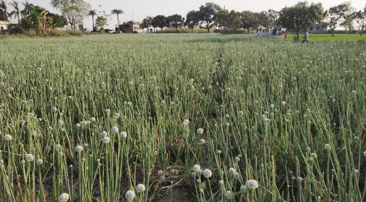 গোদাগাড়ীতে 