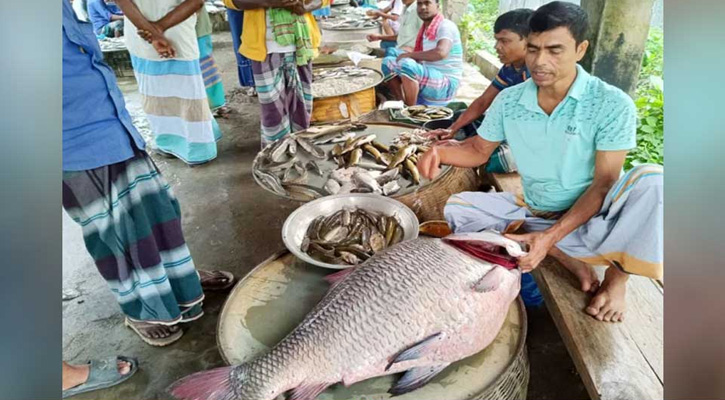 পদ্মায় ধরা পড়লো ৩২ কেজির কাতল