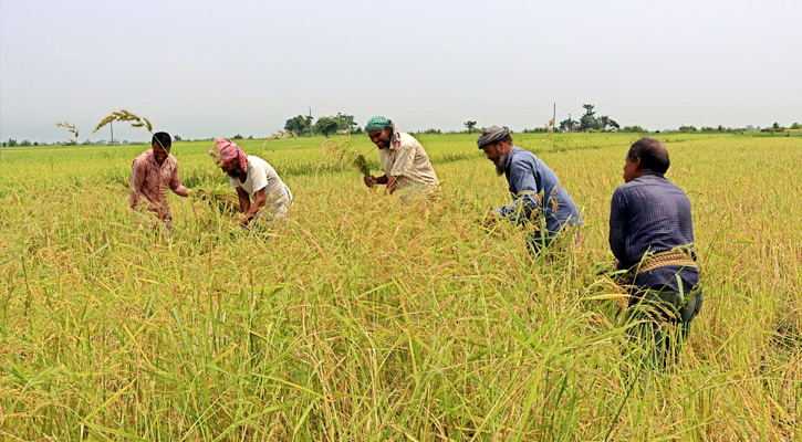 আবহাওয়া অনুকূল থাকায় বোরোর বাম্পার ফলন