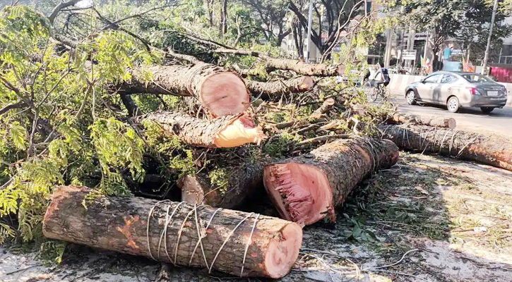 সারা দেশে গাছ কাটা নিয়ন্ত্রণে হাইকোর্টের রুল