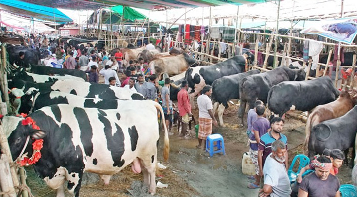 ঢাকায় ১৭টি কোরবানির হাট, দুই সিটি রাজস্ব পাবে ৪১ কোটি