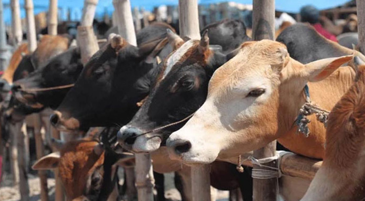 রাজধানীতে আসছে কোরবানির পশু, জমেনি বেচাবিক্রি