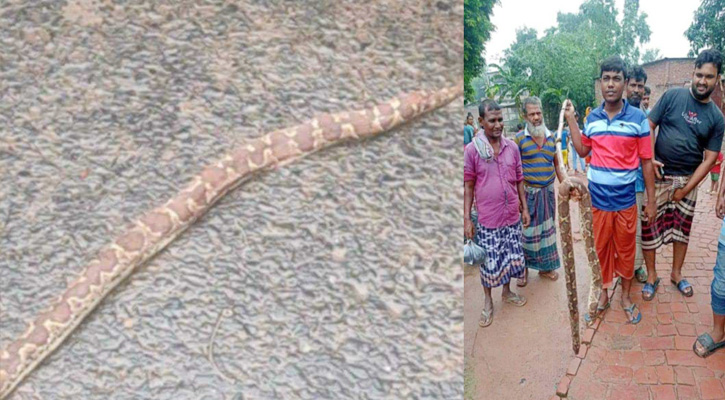 রাজশাহীতে প্রাথমিকের শ্রেণিকক্ষে সাপ!