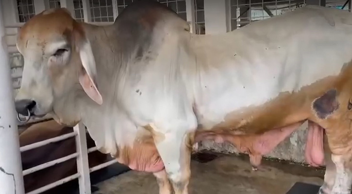 সাদিক অ্যাগ্রোর কোটি টাকার গরুসহ ৬ গরু উদ্ধার