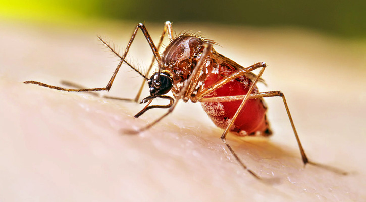 ডেঙ্গুতে একজনের মৃত্যু, হাসপাতালে ১৪৮